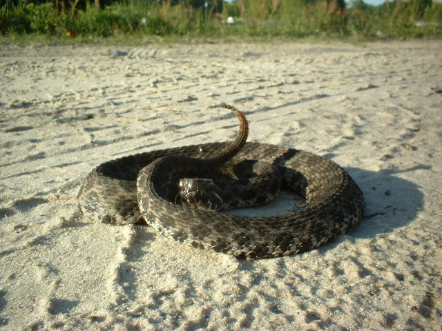 pigmy rattler45.JPG [166 Kb]